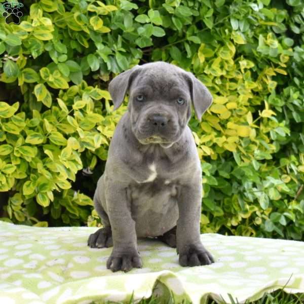 Rose, Cane Corso Puppy