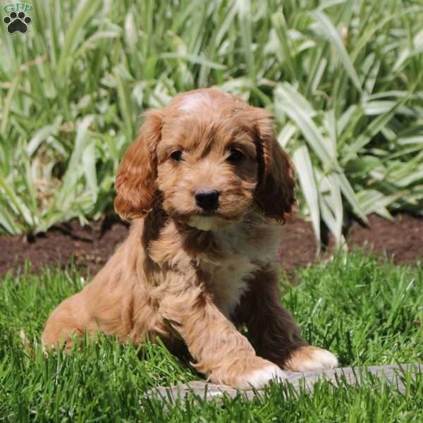 Rose, Cockapoo Puppy