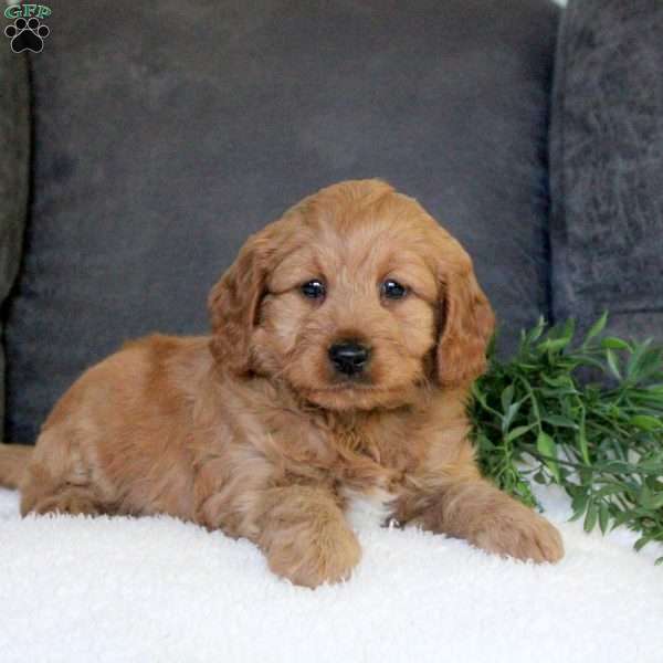 Rose, Mini Goldendoodle Puppy
