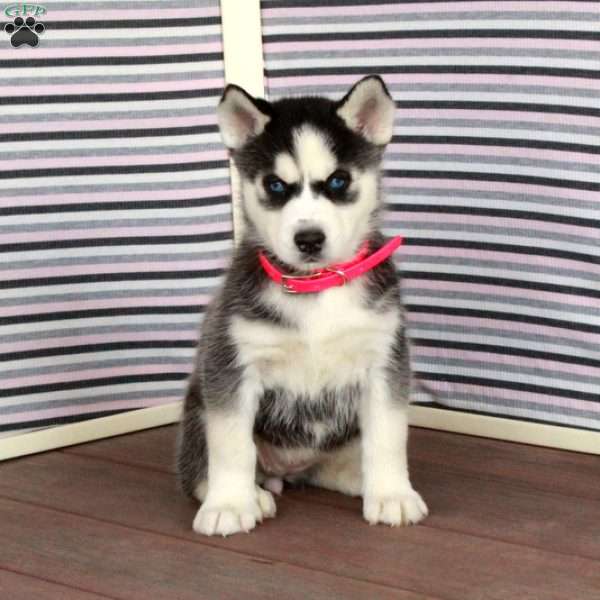 Rose, Siberian Husky Puppy