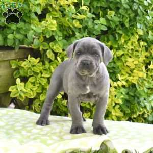 Rose, Cane Corso Puppy