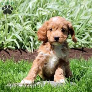 Rose, Cockapoo Puppy