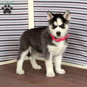 Rose, Siberian Husky Puppy
