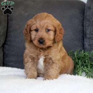 Rose, Mini Goldendoodle Puppy
