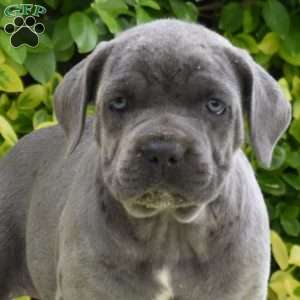 Rose, Cane Corso Puppy