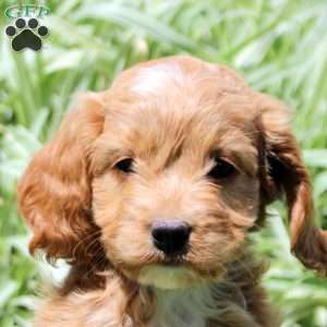 Rose, Cockapoo Puppy