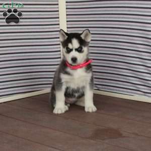 Rose, Siberian Husky Puppy