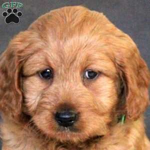 Rose, Mini Goldendoodle Puppy