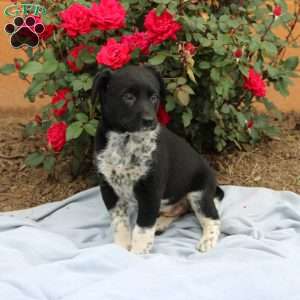 Rose, Border Collie Mix Puppy