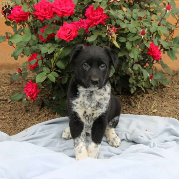 Rose, Border Collie Mix Puppy