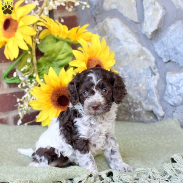 Rosie, Cockapoo Puppy