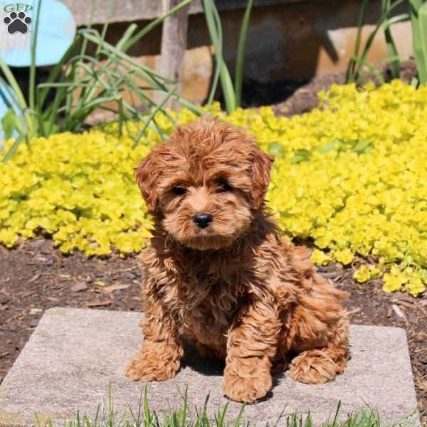 Rosie-F1BB, Mini Labradoodle Puppy