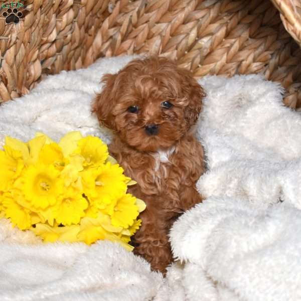 Rosie, Cavapoo Puppy