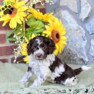 Rosie, Cockapoo Puppy