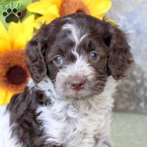 Rosie, Cockapoo Puppy