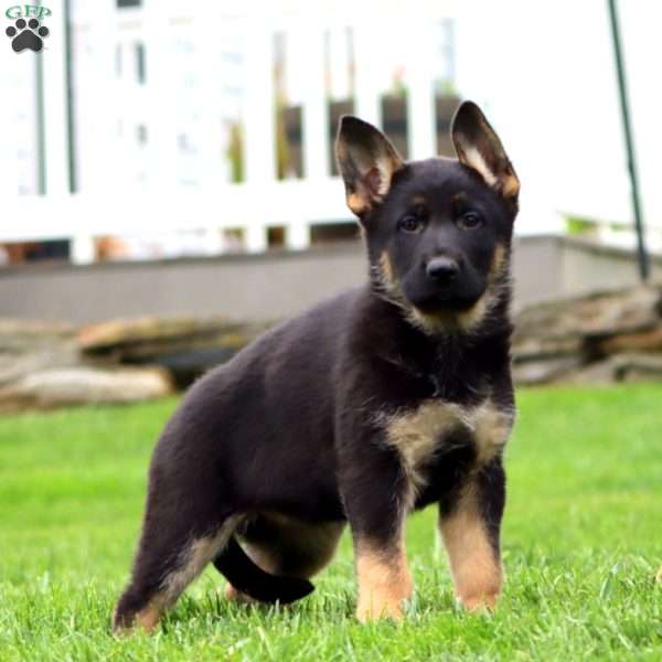 Rosie, German Shepherd Puppy