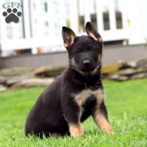 Rosie, German Shepherd Puppy