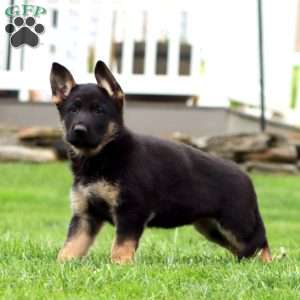 Rosie, German Shepherd Puppy