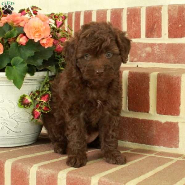 Rover, Miniature Poodle Puppy