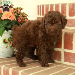 Rover, Miniature Poodle Puppy