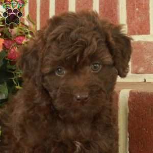 Rover, Miniature Poodle Puppy