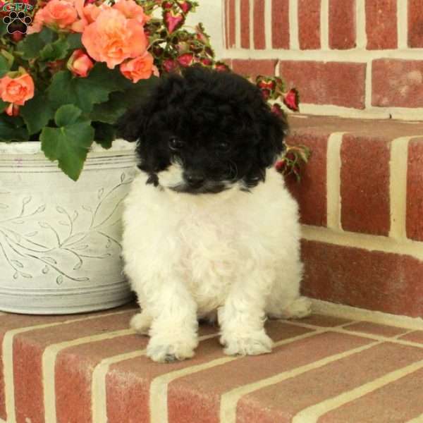 Roxie, Miniature Poodle Puppy