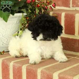 Roxie, Miniature Poodle Puppy