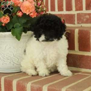 Roxie, Miniature Poodle Puppy