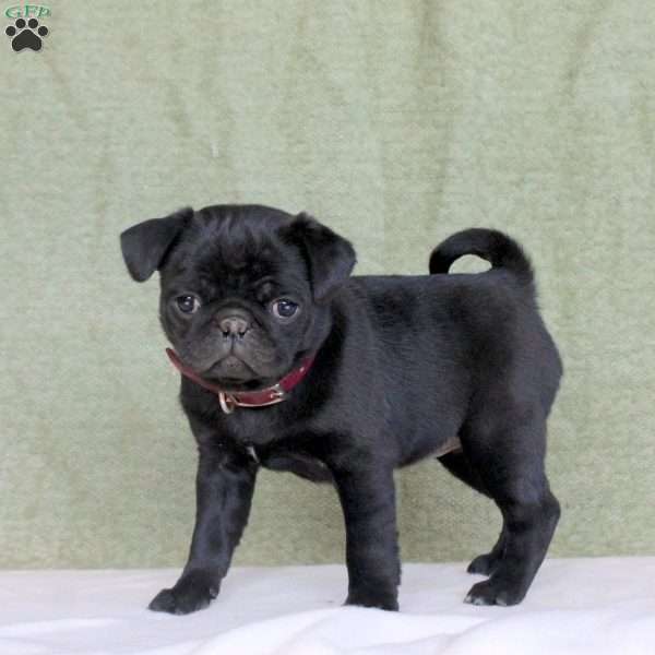 Roxy, Pug Puppy