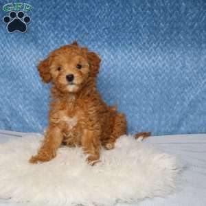 Roxy, Toy Poodle Puppy