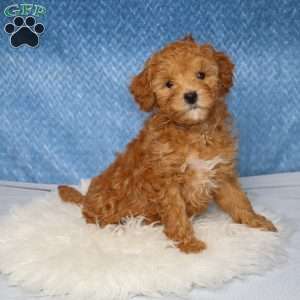 Roxy, Toy Poodle Puppy