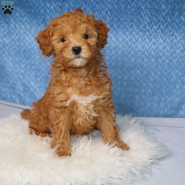 Roxy, Toy Poodle Puppy