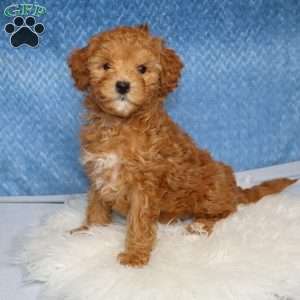 Roxy, Toy Poodle Puppy