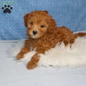Roxy, Toy Poodle Puppy