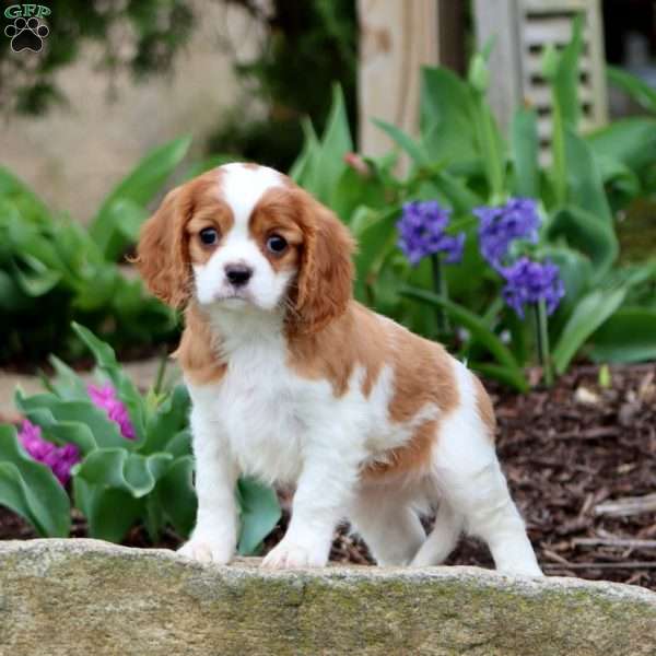 Roxy, Cavalier King Charles Spaniel Puppy