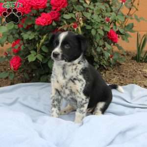 Roxy, Border Collie Mix Puppy