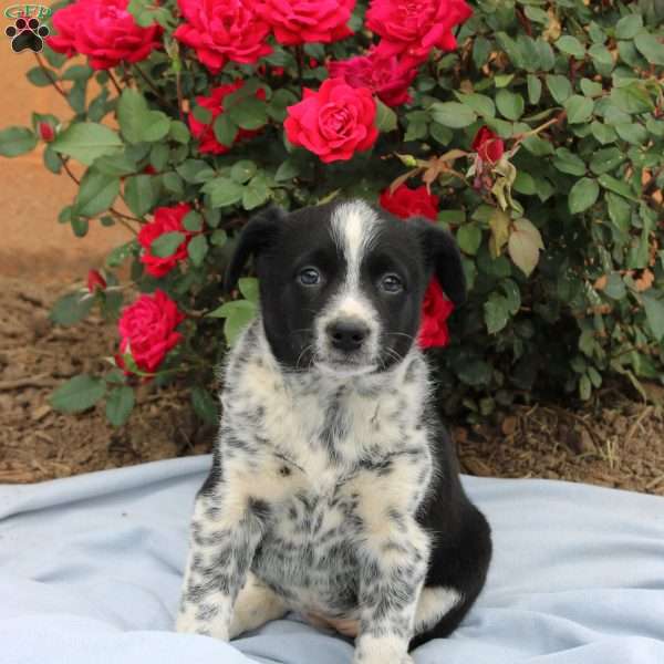 Roxy, Border Collie Mix Puppy