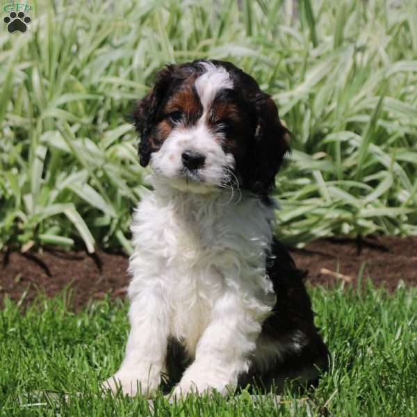 Royal, Cockapoo Puppy