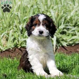 Royal, Cockapoo Puppy