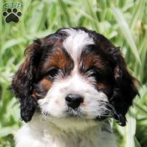 Royal, Cockapoo Puppy