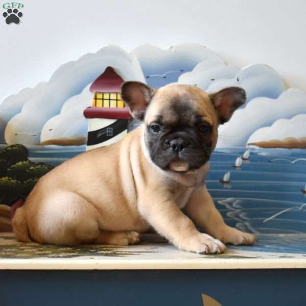 Rubble, French Bulldog Puppy