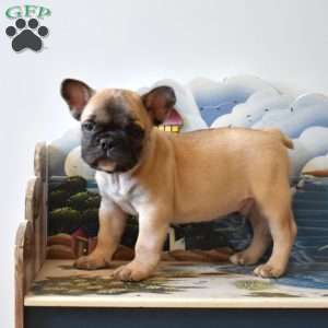 Rubble, French Bulldog Puppy