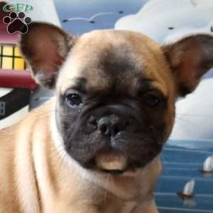 Rubble, French Bulldog Puppy