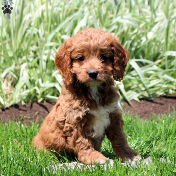 Ruby, Cockapoo Puppy