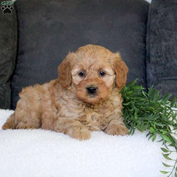 Ruby, Mini Goldendoodle Puppy
