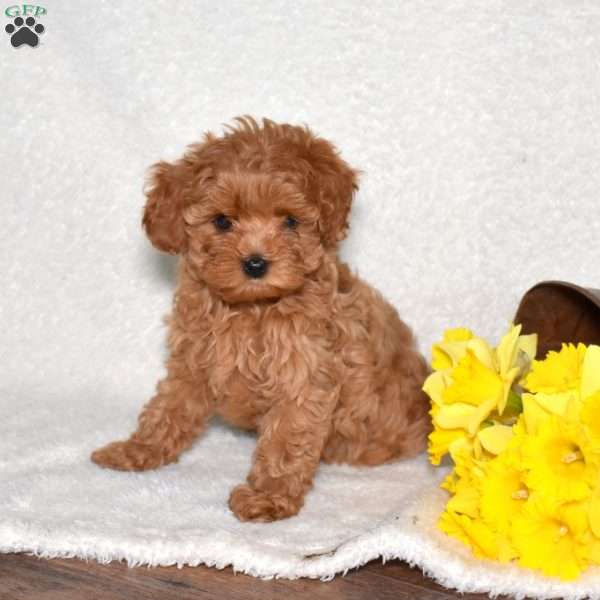 Ruby, Cavapoo Puppy