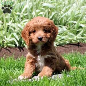 Ruby, Cockapoo Puppy