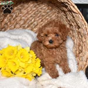Ruby, Cavapoo Puppy