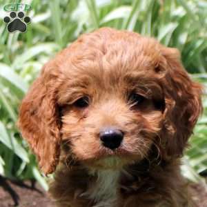 Ruby, Cockapoo Puppy