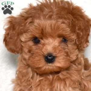 Ruby, Cavapoo Puppy